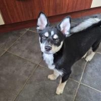 Adorable pomsky noire & fauve aux yeux marrons #2