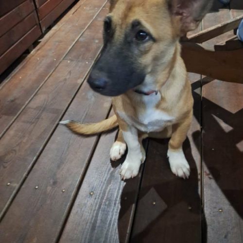 Isis la mini croisée malinoise #3