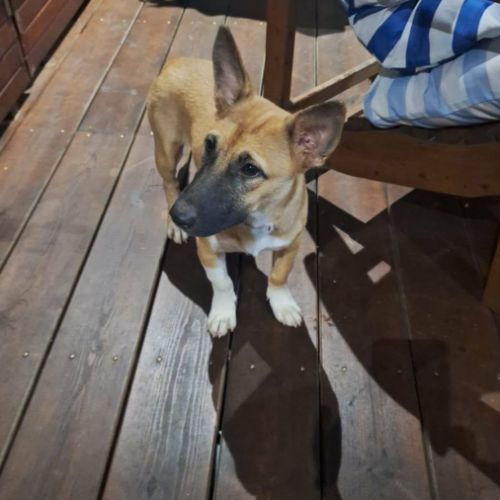 Isis la mini croisée malinoise #4