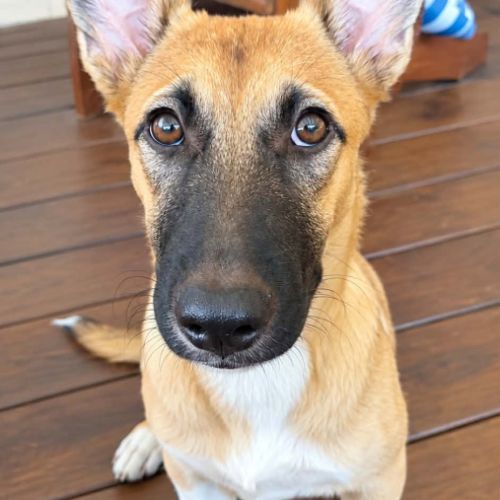 Isis la mini croisée malinoise #5