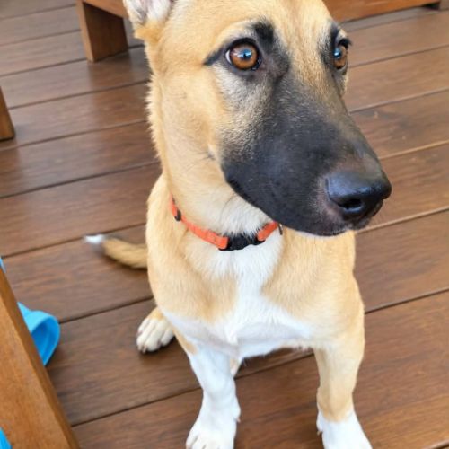 Isis la mini croisée malinoise #6