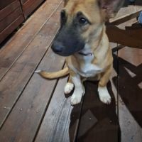 Isis la mini croisée malinoise #3