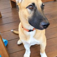 Isis la mini croisée malinoise #6