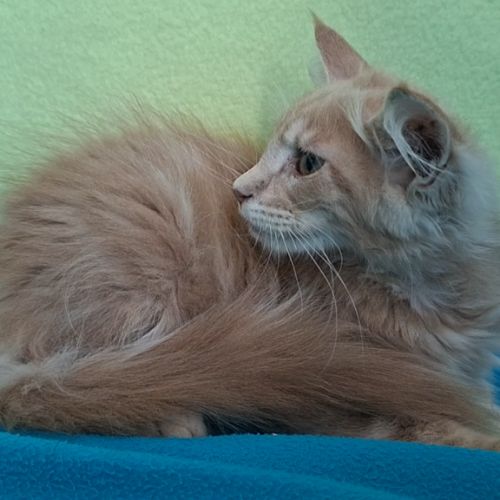Chaton femelle maine coon loof #2