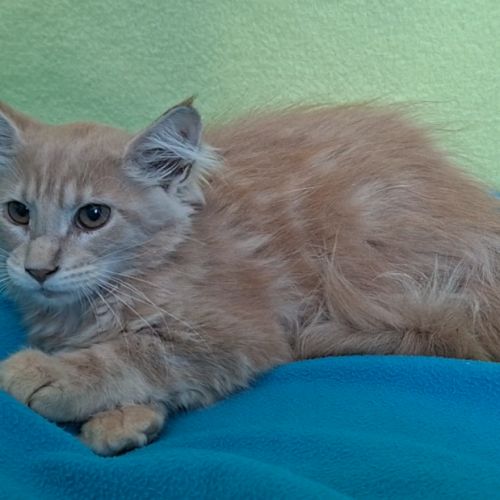 Chaton femelle maine coon loof #3