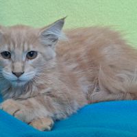 Chaton femelle maine coon loof