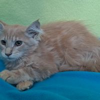 Chaton femelle maine coon loof #3