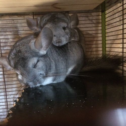 Chinchilla gris