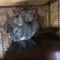 Chinchilla gris