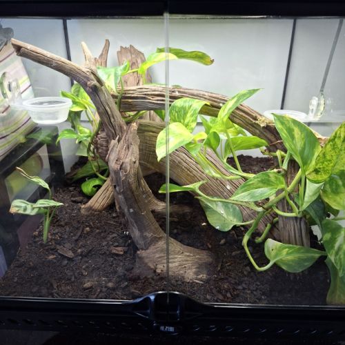 Gecko a crête avec terrarium #2