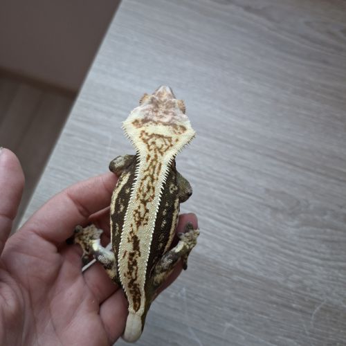 Gecko a crête avec terrarium #3