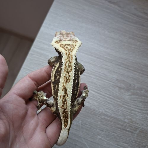 Gecko a crête avec terrarium #4