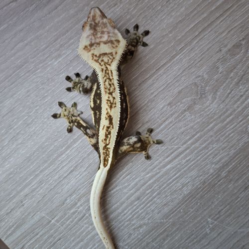 Gecko a crête avec terrarium #7