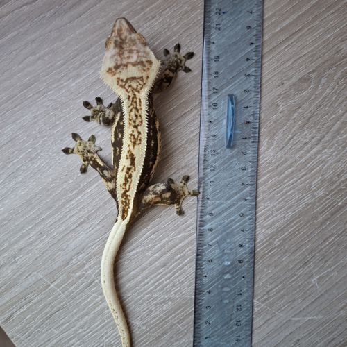 Gecko a crête avec terrarium #8