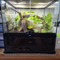 Gecko a crête avec terrarium #1