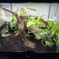 Gecko a crête avec terrarium #2