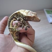 Gecko a crête avec terrarium