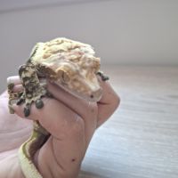 Gecko a crête avec terrarium #6