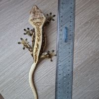 Gecko a crête avec terrarium #8