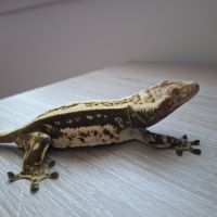 Gecko a crête avec terrarium #9