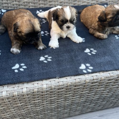 Magnifique bébés shih tzu #1