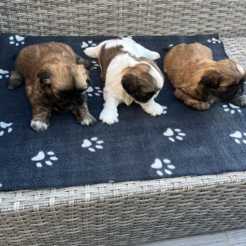 Magnifique bébés shih tzu #2