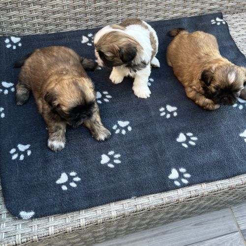 Magnifique bébés shih tzu #3