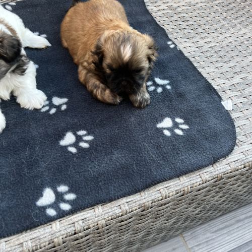 Magnifique bébés shih tzu #6