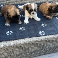Magnifique bébés shih tzu #1