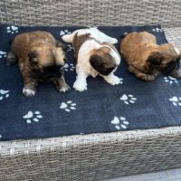 Magnifique bébés shih tzu #2