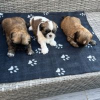 Magnifique bébés shih tzu #4