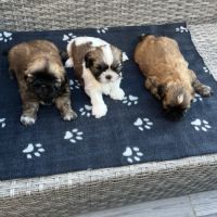 Magnifique bébés shih tzu
