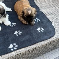 Magnifique bébés shih tzu #6