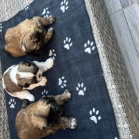 Magnifique bébés shih tzu #7