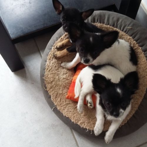 Chiots chihuahua non lof disponibles #1