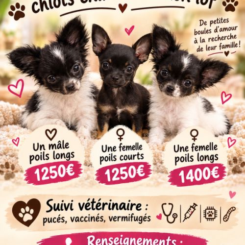 Chiots chihuahua non lof disponibles