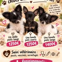 Chiots chihuahua non lof disponibles #0