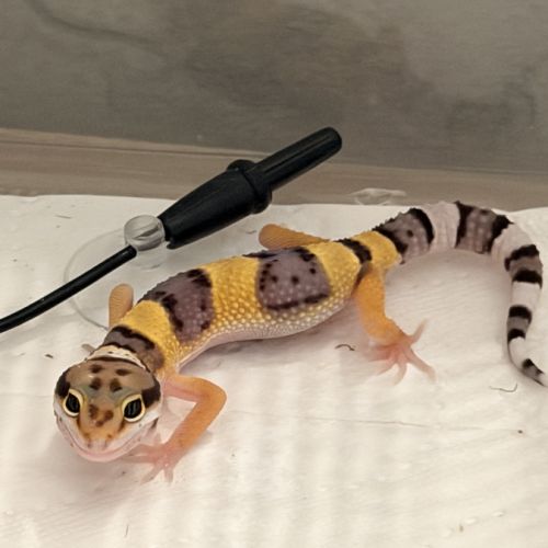 Geckos léopards #2