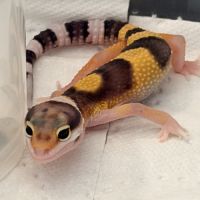 Geckos léopards #1
