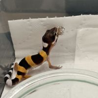 Geckos léopards