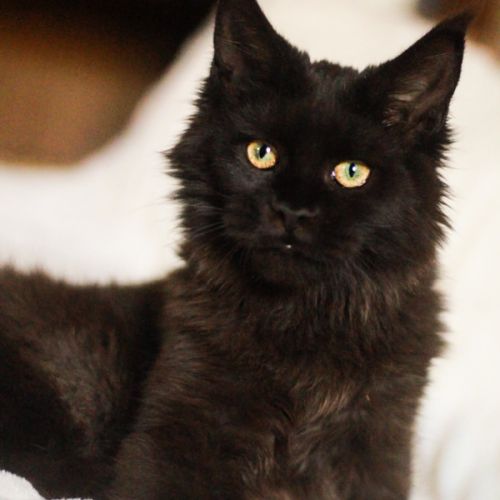 Chatons maine coon loof #2