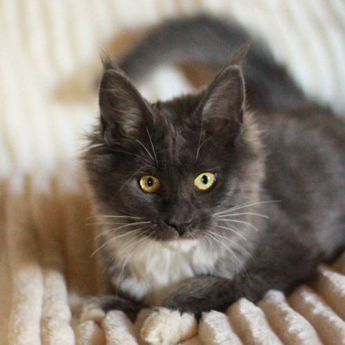 Chatons maine coon loof #5