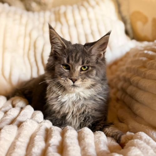 Chatons maine coon loof #0
