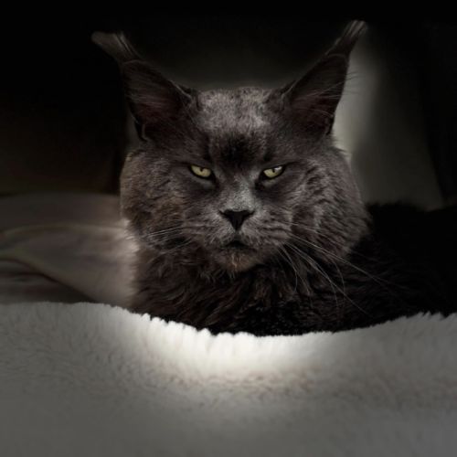 Chatons maine coon loof #8