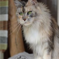 Chatons maine coon loof #1