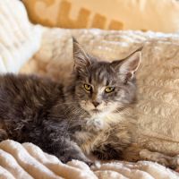 Chatons maine coon loof #4