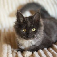 Chatons maine coon loof #5
