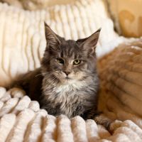 Chatons maine coon loof