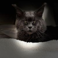 Chatons maine coon loof #8