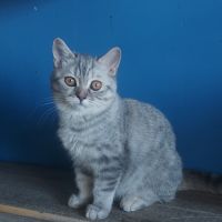 Chatonne scottish très câline